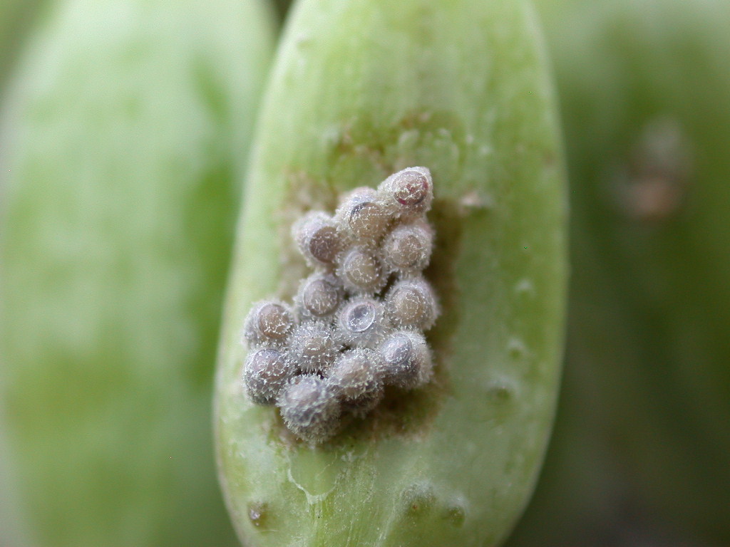 Uova di Carpocoris al microscopio a scansione